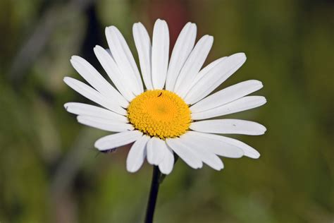 White Daisy Flower Free Stock Photo Public Domain Pictures