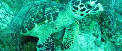Which Sea Turtles Live In The Florida Keys