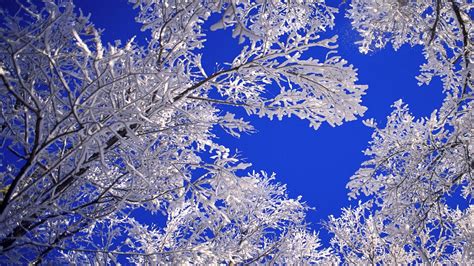 Landscapes Nature Winter Snow Frost Blue Skies Desktop Hd