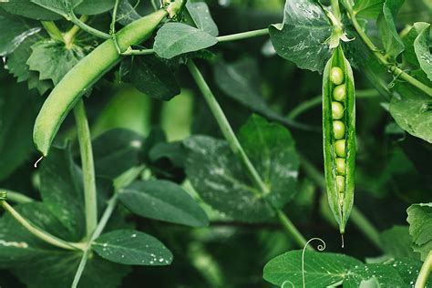 Explore these indoor vine plants that will add to your home décor. Not so pea-brained after all! Pea plants demonstrate ...