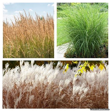 Grasses other than woody bamboos. Tall Ornamental Grass Container Collection | Tall ...