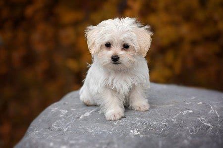 Advice from breed experts to make a safe choice. Teacup Maltese Puppies for Sale Near Me | Dogsculture