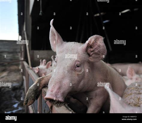 Pigs On Farm Stock Photo Alamy