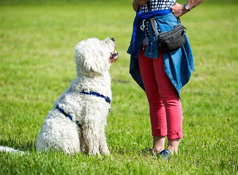 Im allgemeinen lernen hund und mensch in der hundeschule, ein harmonisches miteinander, ein erfolgreiches. Hundeschule - ein Muss für jeden Hund? | ZooRoyal Magazin