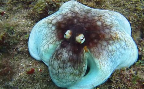 Spooked Octopus Shows Off Its Amazing Camouflage Invertebrates Earth Touch News