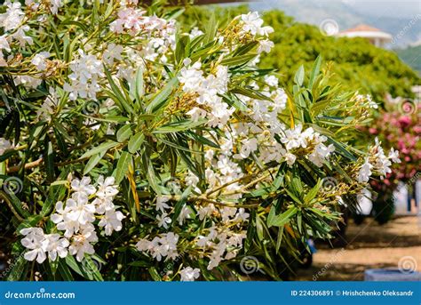 Arbustos Florescendo Cor Branca Oleandra Imagem De Stock Imagem De