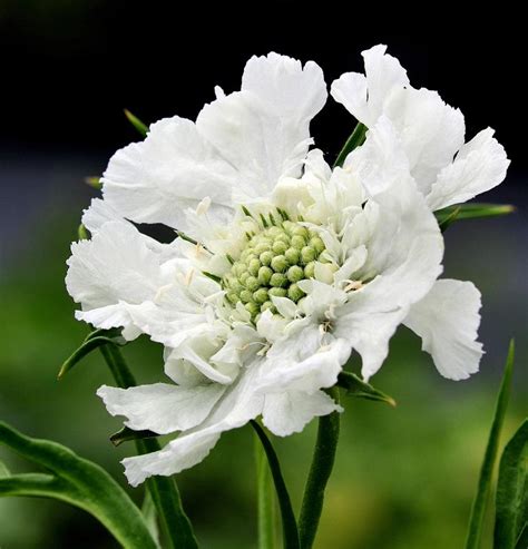 2.plesase allow some tiny differences in color. Buy Scabiosa caucasica 'Perfecta Alba': Delivery by ...