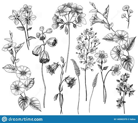 Hand Drawn Wild Flowers Set Stock Illustration Illustration Of