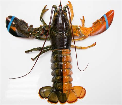 Blue Lobsters And 11 Interesting Lobster Facts Time