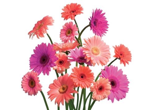 Download in under 30 seconds. Gerbera Daisy Flower - Pink Flower Wallpapers