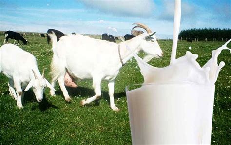 Selain dapat meningkatkan kesehatan sistem pencernaan hal ini terjadi karena susu kambing mengandung kalsium yang cukup banyak. MAKANAN YANG TERBAIK UNTUK IBU HAMIL