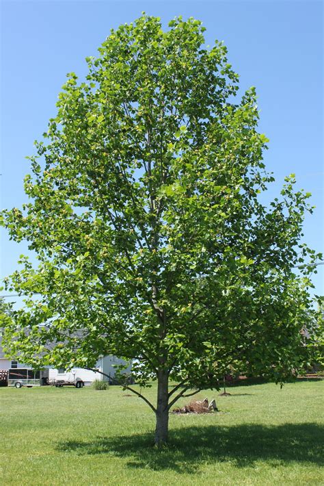 We did not find results for: The Tulip Poplar Tree | This is the Tennessee State Tree ...