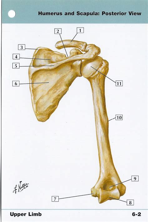 Humerus Anatomy