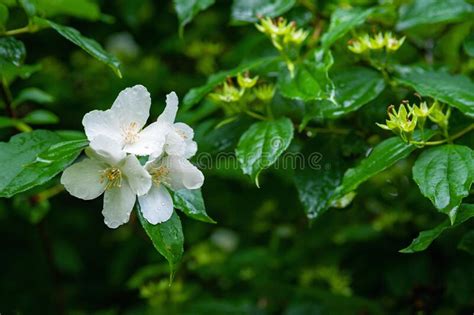 White Jasmine Flowers A Branch Of Jasmine On A Background Of Foliage