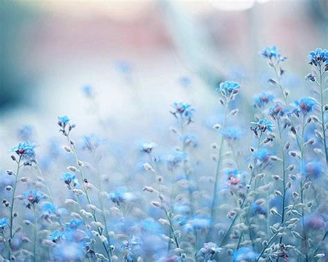 Blue Flower Wallpapers Top Free Blue Flower Backgrounds Wallpaperaccess
