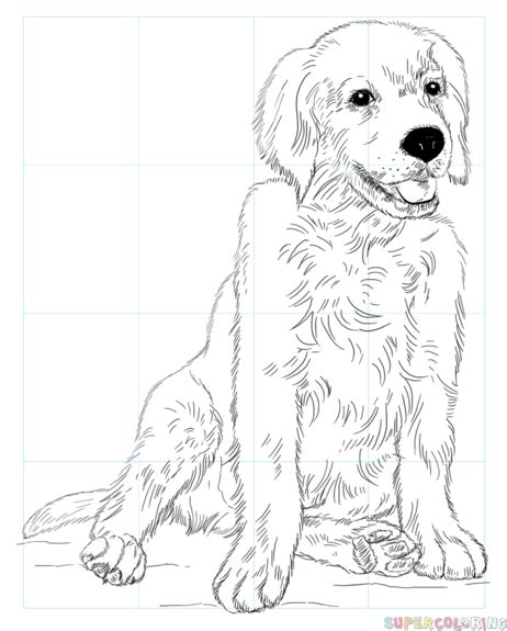 How To Draw A Golden Retriever Puppy Step By Step Drawing Tutorials