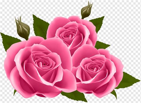 Ilustração Rosa Rosa Rosa Flor Roxa Rosas Cor De Rosa Arranjo De