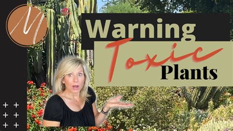 Poisonous Plants In Arizona Youtube