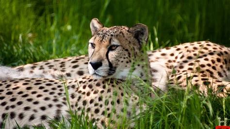 Wild Animals Bing Images Cheetah Wallpaper Animals Wild Cheetah