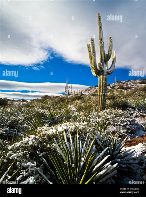 Snow Saguaros Hi Res Stock Photography And Images Alamy