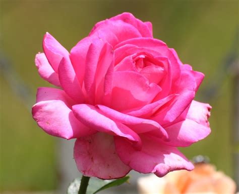 Rose Esmeralda Rose