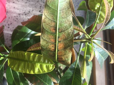 Forum Mango Tree Browning Of Leaves