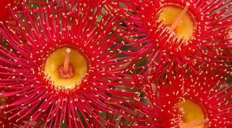 Eucalyptus Summer Red Booderee National Park