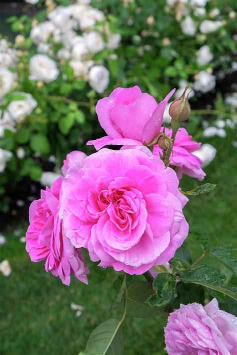 Pink Rose Bush Usa Photograph By Lisa S Engelbrecht