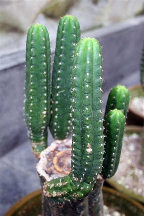I'd heard about the medicinal properties of the san pedro cactus before arriving at allkamari, but because my first work with plant medicine was with ayahuasca, i'd never really contemplated. Journeys in Wonderland: Substance info: mescaline