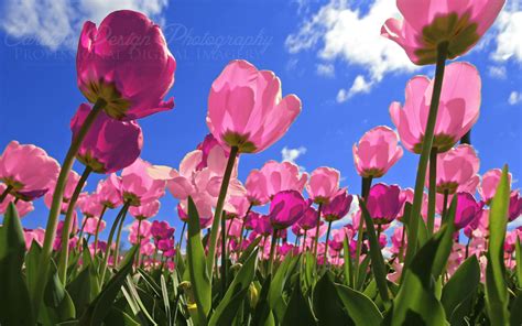 Pink Tulips Wallpaper Wallpapersafari