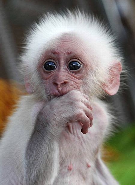 These Funny Baby Animals 40 Pics