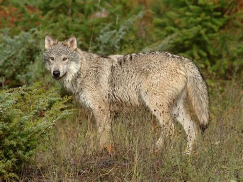 Maybe you would like to learn more about one of these? Download Bilder für das Handy: Tiere, Wölfe, kostenlos. 4768