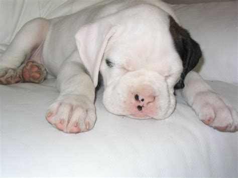 Jayke White Boxer Puppy White Boxer Puppies Boxer Puppy Boxer Love