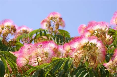 How To Grow A Thriving Mimosa Tree Lovetoknow
