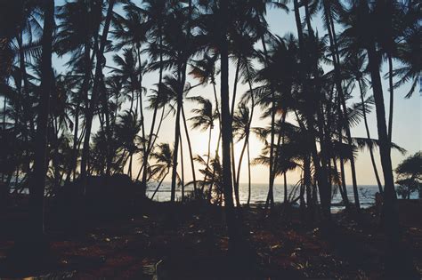 Online Crop Silhouette Of Coconut Trees Photo Trees Palm Trees Sea