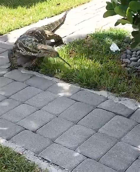 Giant Lizard Captured After Months On The Loose In Florida