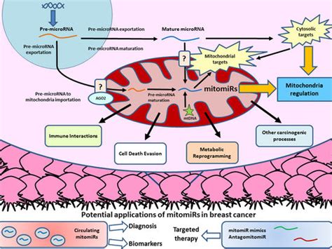 Cancers Free Full Text The Regulatory Role Of Mitochondrial