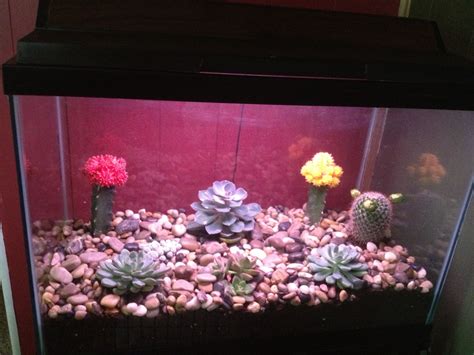 Chill out with the world's most enduring plants. use an old fish aquarium to plant an indoor rock garden ...