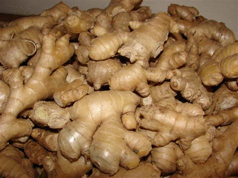 Edible Baby Ginger A Spicy Super Addition To Home Gardens Nc State