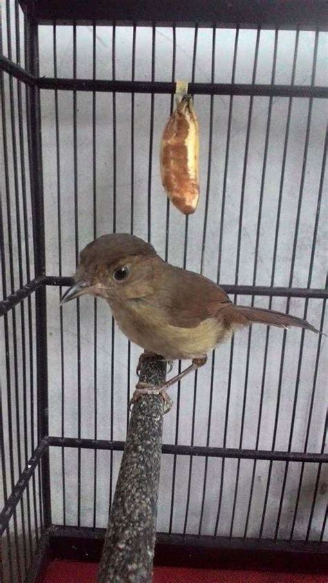 Download Suara Burung Wergan Xemi