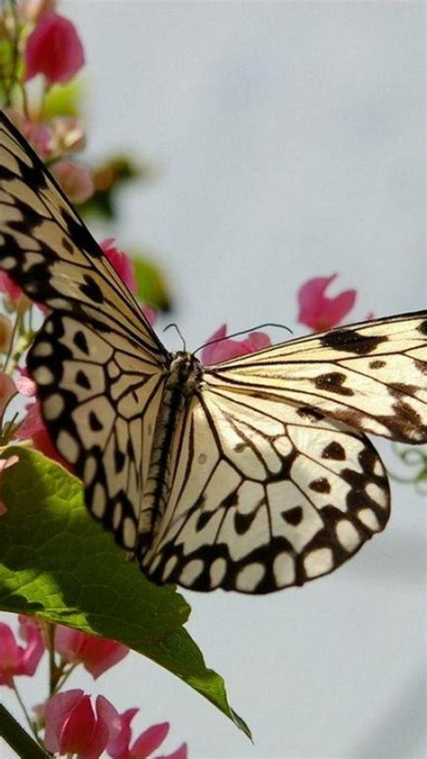 Wallpapers Phone Butterfly Pictures 2021 Android Wallpapers