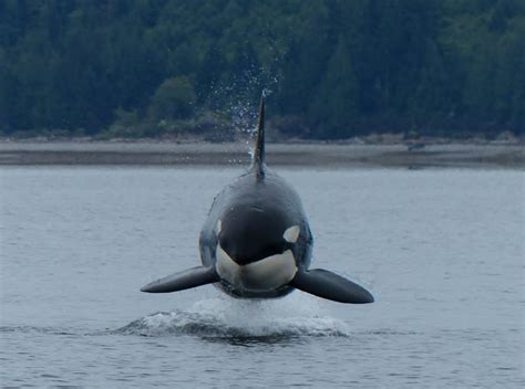 Picturesque Pod Of Orcas