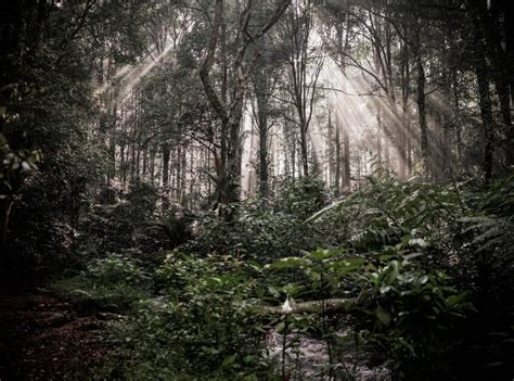 13 tanaman liar yang bisa dimakan saat tersesat di hutan