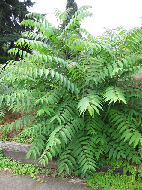 Invasive tree-of-heaven: Leaves smell like rancid peanuts or well-used