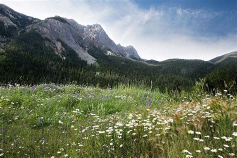 A Field Of Flowers Growing In The Rocky Mountains By Stocksy