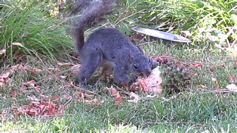 The squirrels often use the same spot year after year while peeling the scales off pinecones. Squirrel Eating a Big Green Pine Cone - YouTube