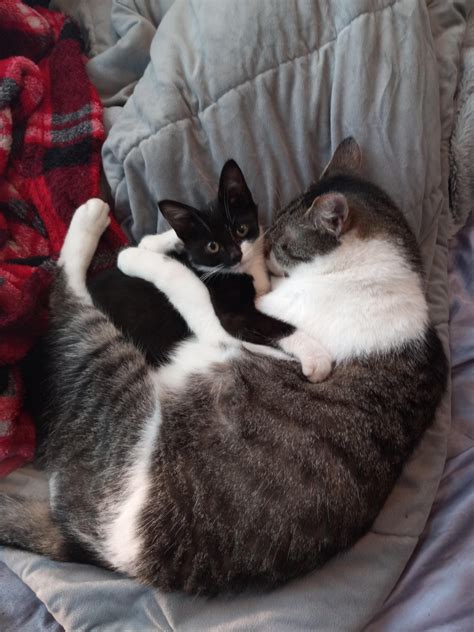 Our Cat Cuddling The Formerly Stray Kitten That He Befriended And