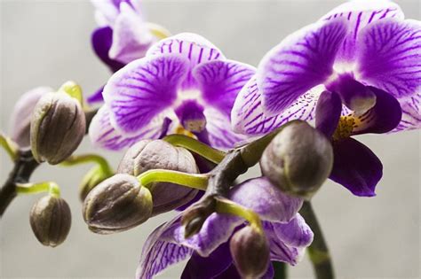 Purple Moth Orchid Free Image Peakpx