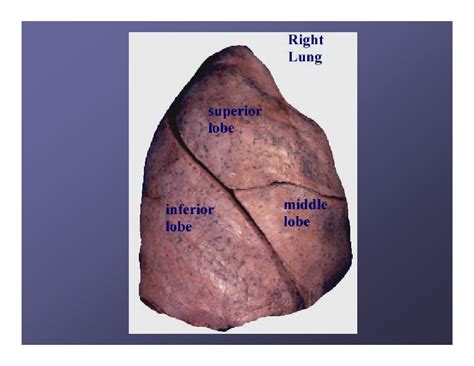 Gross Anatomy Of Lungs