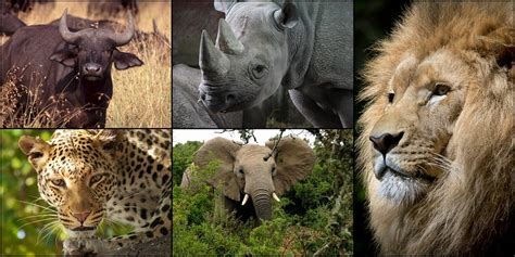 Big Five Animals In Uganda Uganda Wildlife Safaris